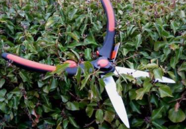 Best Long Reach Hedge Trimmer