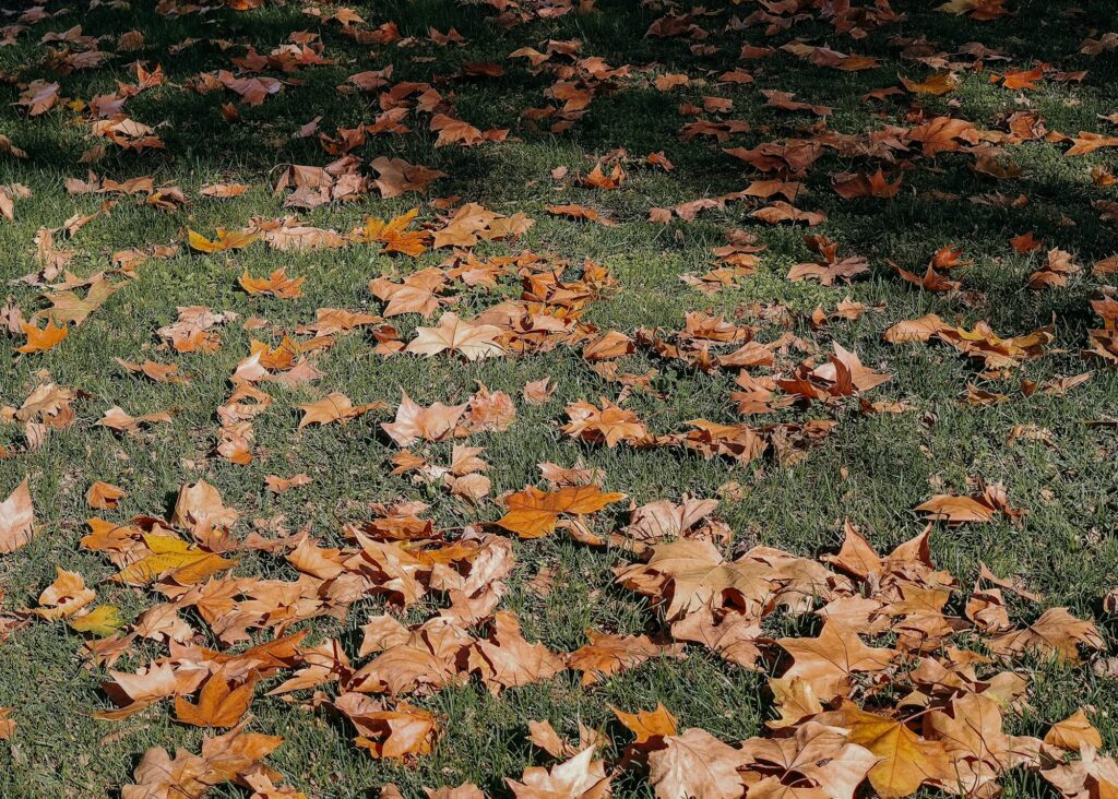 Scattered brown leaves on a green lawn, plenty of grass showing between them