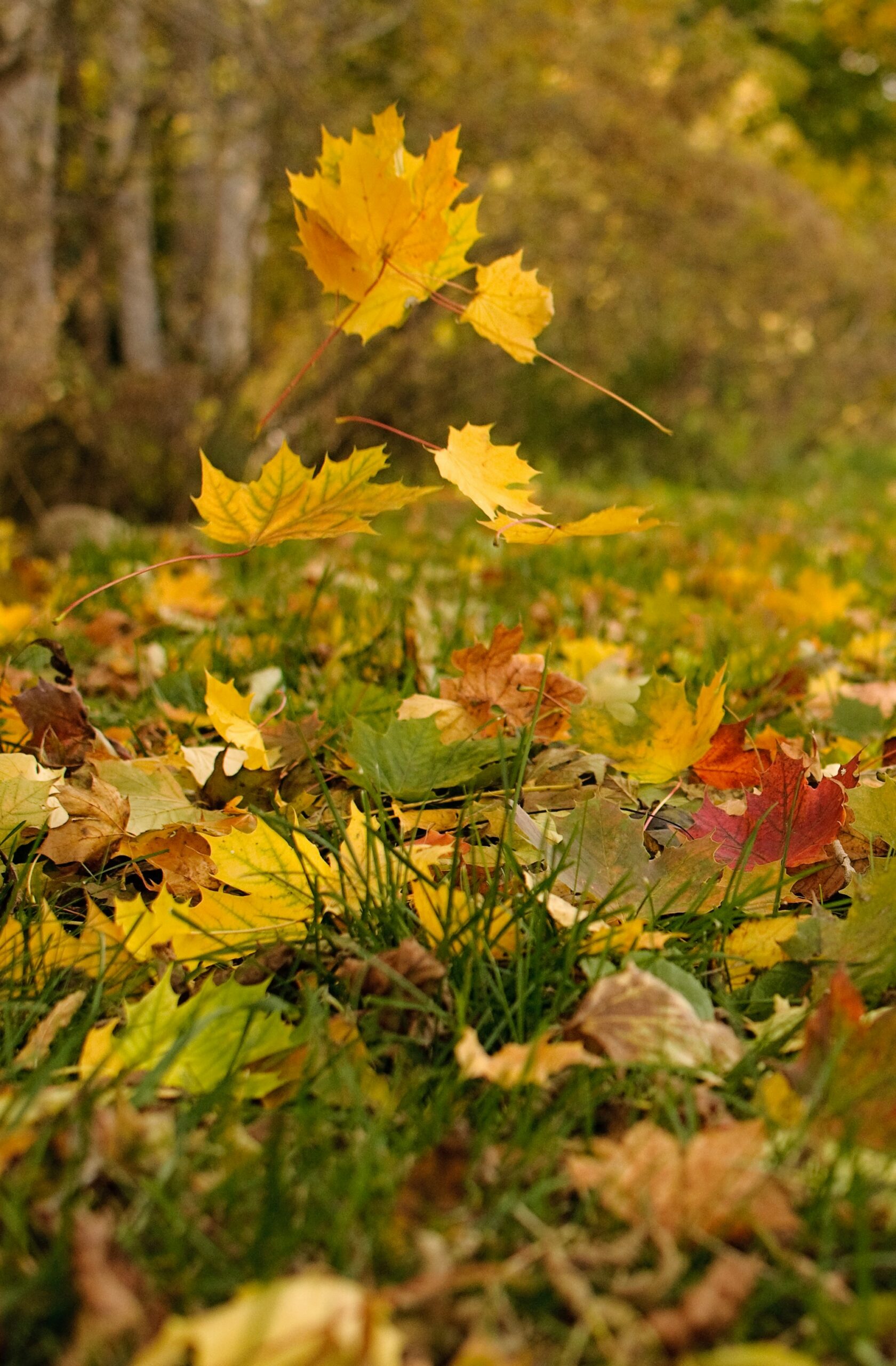 Yellow maple leaves falling onto a green lawn already scattered with fall leaves