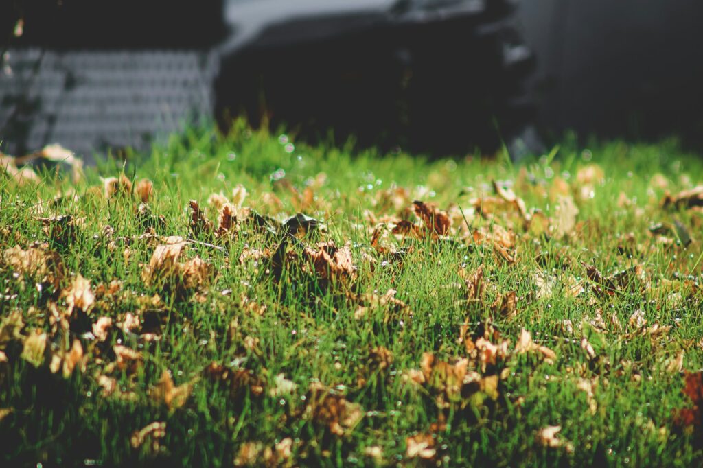 Dry, curled brown leaves on bright green grass with a mower blurred behind