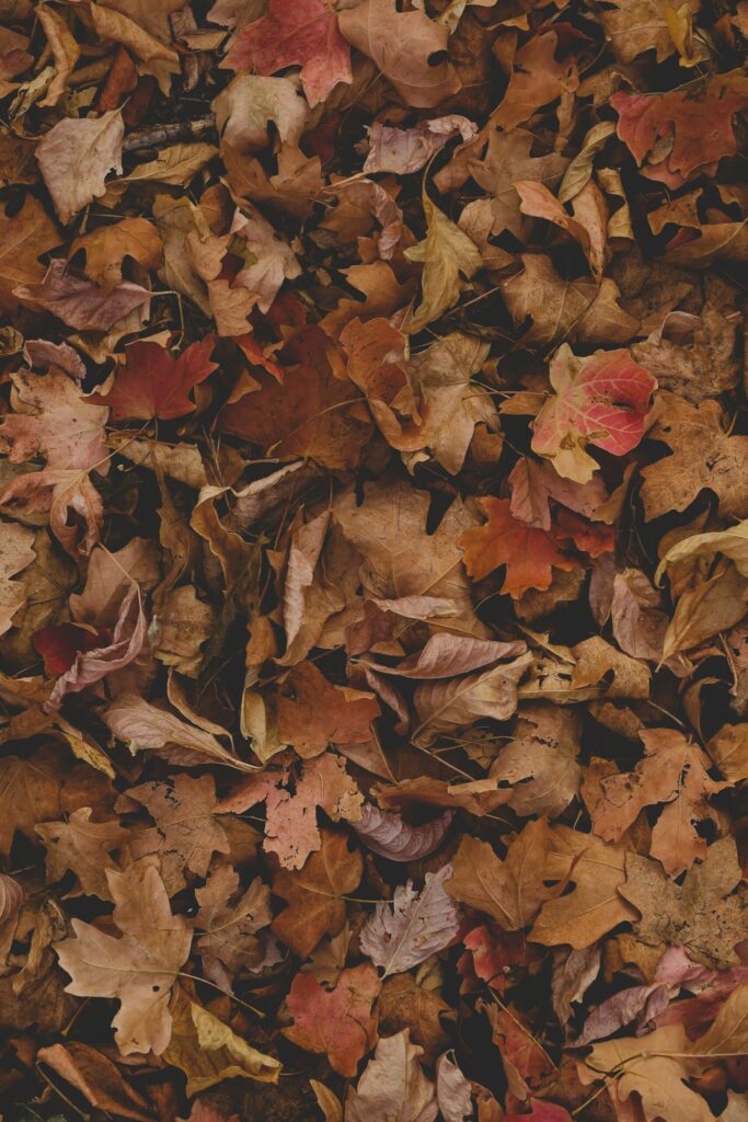 A thick layer of brown and red fallen leaves with no grass showing
