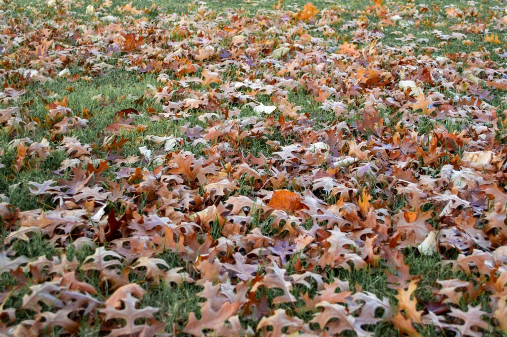 A lawn covered with brown oak leaves, green grass showing between them